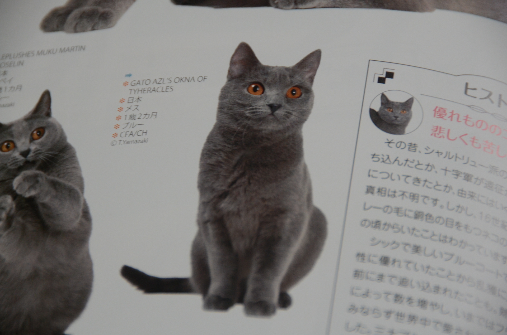 猫のカタログ2021: シャルトリューブリーダー・キャッテリーメルシー